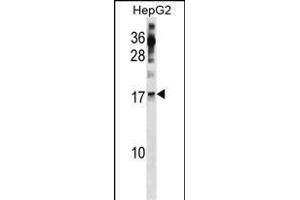 POLR2H Antibody (Center) (ABIN1881672 and ABIN2839092) western blot analysis in HepG2 cell line lysates (35 μg/lane). (POLR2H anticorps  (AA 59-87))