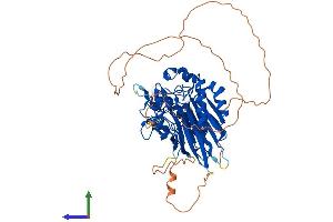 AlphaFold protein structure predicition of Human Recombinant ANGEL2 Protein, UniprotID Q5VTE6