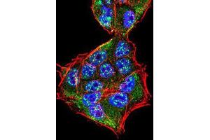 Immunofluorescence analysis of HeLa cells using SK2 mouse mAb (green).