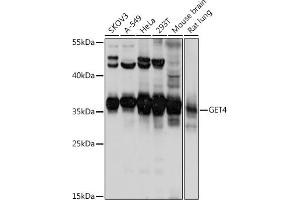 Western blot analysis of extracts of various cell lines, using GET4 antibody (ABIN7266388) at 1:1000 dilution. (Chromosome 7 Open Reading Frame 20 (C7orf20) (AA 1-327) anticorps)