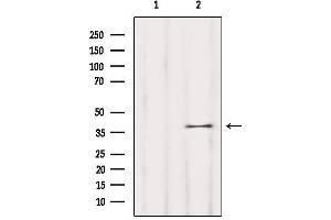 Western blot analysis of extracts from Mouse brain, using OR5T1 Antibody. (OR5T1 anticorps)