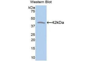 Western Blotting (WB) image for anti-Creatine Kinase, Muscle (CKM) (AA 11-367) antibody (ABIN3209308) (CKM anticorps  (AA 11-367))