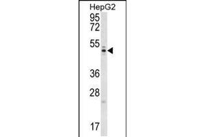 Western blot analysis in HepG2 cell line lysates (35ug/lane). (WDR12 anticorps  (AA 210-239))