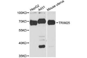 Western blot analysis of extracts of various cell lines, using TRIM25 antibody. (TRIM25 anticorps  (AA 100-400))
