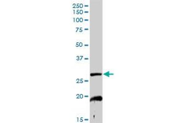NDUFS3 antibody  (AA 1-264)
