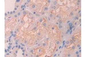 Detection of RNLS in Human Kidney Tissue using Polyclonal Antibody to Renalase (RNLS)