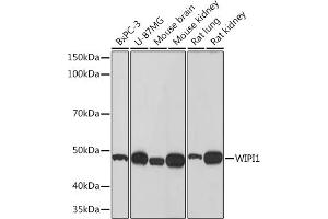Western blot analysis of extracts of various cell lines, using WIPI1 Rabbit mAb (ABIN7271363) at 1:500 dilution. (WIPI1 anticorps)