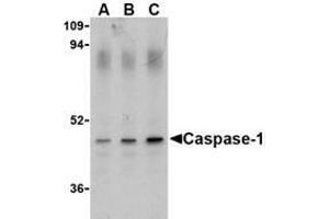 Western blot analysis of Caspase-1 in HeLa cell lysate with AP30188PU-N Caspase-1 antibody (IN) at (A) 0. (Caspase 1 anticorps  (Intermediate Domain))