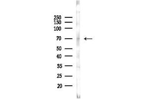 Western blot analysis of lysates from COLO205 cells(heat-shock, 45 min treatment), using UG Antibody at 1/1000 dilution.