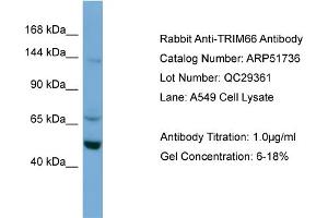 WB Suggested Anti-TRIM66  Antibody Titration: 0. (TRIM66 anticorps  (N-Term))