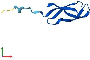 AlphaFold protein structure predicition of Human Recombinant MRPL33 Protein, UniprotID O75394