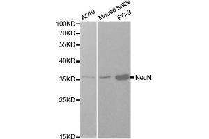 Western blot analysis of extracts of various cells, using NeuN(RBFOX3) antibody. (NeuN anticorps)