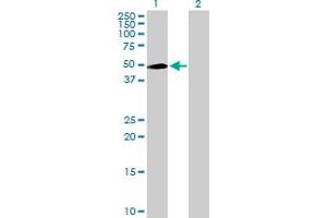 Western Blot analysis of INPP5K expression in transfected 293T cell line by INPP5K MaxPab polyclonal antibody. (INPP5K anticorps  (AA 1-448))