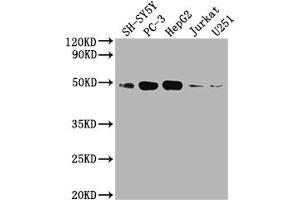 Western Blot Positive WB detected in: SH-SY5Y whole cell lysate, PC3 whole cell lysate, HepG2 whole cell lysate, Jurkat whole cell lysate, U251 whole cell lysate All lanes: EDG1 antibody at 1:2000 Secondary Goat polyclonal to rabbit IgG at 1/50000 dilution Predicted band size: 43 kDa Observed band size: 43 kDa (Recombinant S1PR1 anticorps)