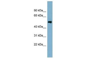 STAMBPL1 antibody used at 1 ug/ml to detect target protein. (STAMBPL1 anticorps  (N-Term))