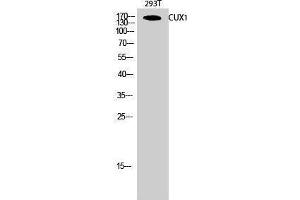 Western Blotting (WB) image for anti-Cut-Like Homeobox 1 (CUX1) (N-Term) antibody (ABIN3183849) (CUX1 anticorps  (N-Term))