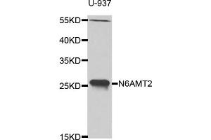 Western blot analysis of extracts of U-937 cells, using N6AMT2 antibody (ABIN5975138) at 1/1000 dilution. (N6AMT2 anticorps)