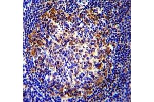 PAX5 antibody immunohistochemistry analysis in formalin fixed and paraffin embedded human tonsil tissue