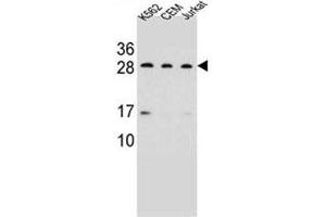 CD79a antibody western blot analysis in K562, CEM, Jurkat lysate.