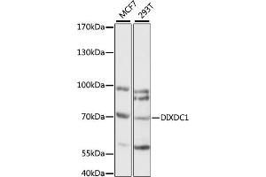 Western blot analysis of extracts of various cell lines, using DIXDC1 antibody (ABIN7266803) at 1:1000 dilution.