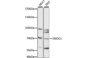 Western blot analysis of extracts of various cell lines, using DIXDC1 antibody (ABIN7266803) at 1:1000 dilution. (DIXDC1 anticorps  (AA 173-472))