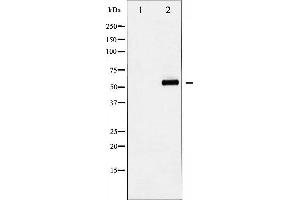 Western blot analysis of YAP phosphorylation expression in COS7 whole cell lysates,The lane on the left is treated with the antigen-specific peptide. (YAP1 anticorps  (pSer127))