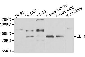 Western blot analysis of extracts of various cell lines, using ELF1 antibody. (ELF1 anticorps)