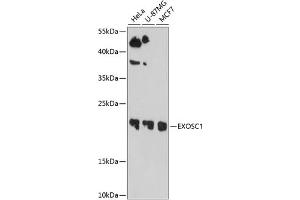 Western blot analysis of extracts of various cell lines, using EXOSC1 antibody  at 1:1000 dilution. (EXOSC1 anticorps  (AA 1-195))