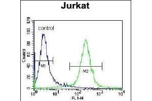 DARS Antibody (N-term) (ABIN655040 and ABIN2844671) flow cytometric analysis of Jurkat cells (right histogram) compared to a negative control cell (left histogram). (DARS anticorps  (N-Term))