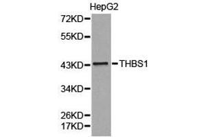 Western Blotting (WB) image for anti-Thrombospondin 1 (THBS1) antibody (ABIN1875089)