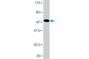 Western Blot detection against Immunogen (67.