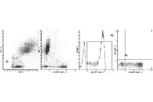 Image no. 1 for anti-Protein tyrosine Phosphatase, Receptor Type, C (PTPRC) antibody (ABIN1106411) (CD45 anticorps)