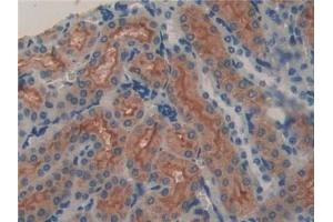 Detection of LCN8 in Mouse Kidney Tissue using Polyclonal Antibody to Lipocalin 8 (LCN8) (LCN8 anticorps  (AA 27-176))