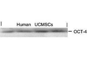 Western blot analysis of extracts from human Umbilical cord mesenchymal stem cell using OCT-4. (OCT4 anticorps  (AA 232-236))