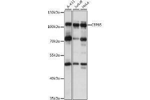 Western blot analysis of extracts of various cell lines, using CEP85 antibody (ABIN7266281) at 1:1000 dilution.