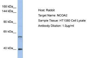Host: Rabbit Target Name: NCOA2 Sample Type: HT1080 Whole Cell lysates Antibody Dilution: 1. (NCOA2 anticorps  (Middle Region))