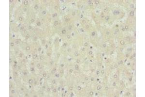 Immunohistochemistry of paraffin-embedded human liver tissue using ABIN7161567 at dilution of 1:100 (NNMT anticorps  (AA 1-264))