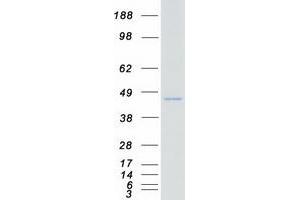 Validation with Western Blot