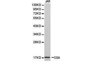Western Blotting (WB) image for anti-Glycoprotein Hormones, alpha Polypeptide (CGA) antibody (ABIN1871812) (CGA anticorps)
