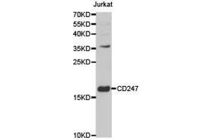 Western Blotting (WB) image for anti-CD247 Molecule (CD247) antibody (ABIN1871602) (CD247 anticorps)