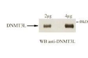 Immunoblotting. (DNMT3L anticorps  (AA 152-164))