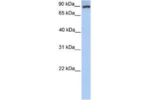 WB Suggested Anti-PCK1 Antibody Titration:  1. (PCK1 anticorps  (Middle Region))