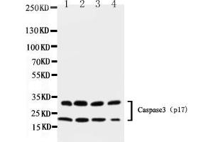 Western blot analysis of Caspase-3 (P17)  using anti- Caspase-3 (P17)  antibody . (Caspase 3 anticorps  (N-Term))