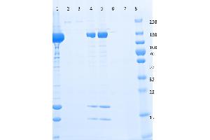 SDS-PAGE of Anti-DYKDDDDK  Affinity Gel. (DYKDDDDK Tag anticorps  (Agarose Beads))