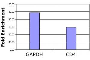Histone H3 acetyl Lys36 antibody tested by ChIP analysis. (Histone 3 anticorps  (H3K36ac))