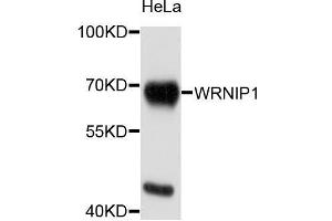 Western blot analysis of extracts of HeLa cells, using WRNIP1 antibody (ABIN5996198) at 1/1000 dilution. (WRNIP1 anticorps)