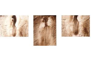 Sonic Hedgehog antibody used at a dilution of 1:1000 to stain Chicken Embryos.