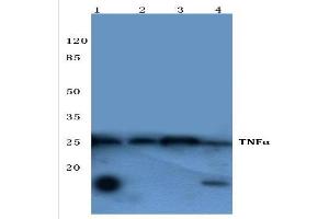 Western Blot analysis of TNF-alpha Antibody at 1/500 dilution. (TNF alpha anticorps)