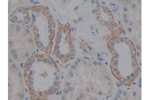 DAB staining on IHC-P; Samples: Human Kidney Tissue (Fibulin 5 anticorps  (AA 99-205))