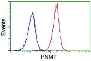 Image no. 2 for anti-Phenylethanolamine N-Methyltransferase (PNMT) antibody (ABIN1500306) (PNMT anticorps)